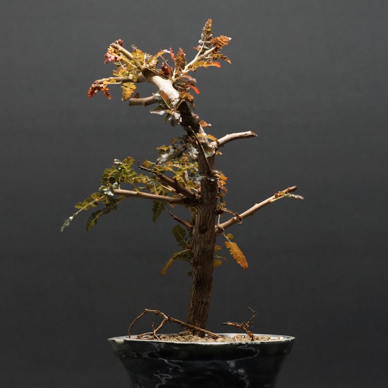 Boswellia nana hybrid