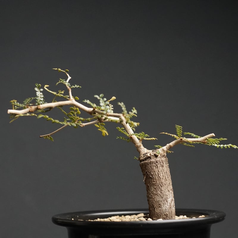 Operculicarya pachypus