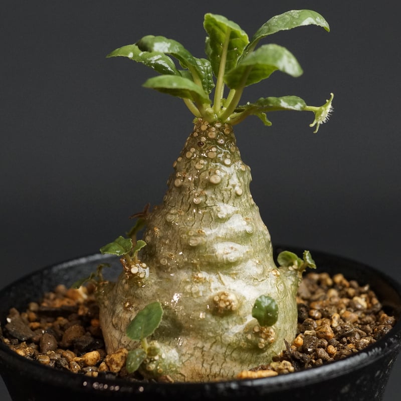 Dorstenia foetida