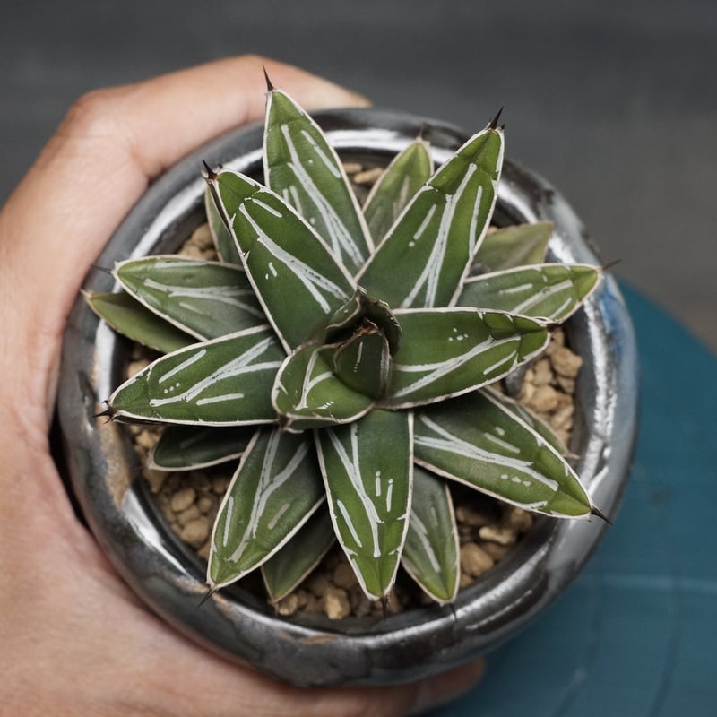 Agave victoriae-reginae ssp.swobodae