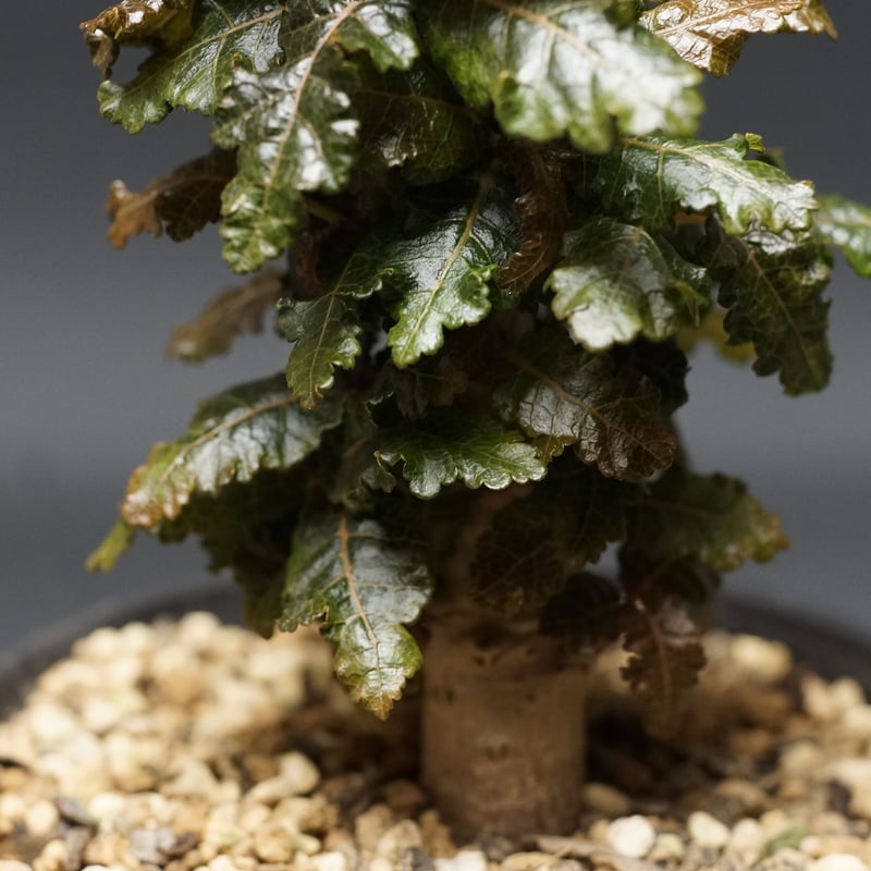 Boswellia nana
