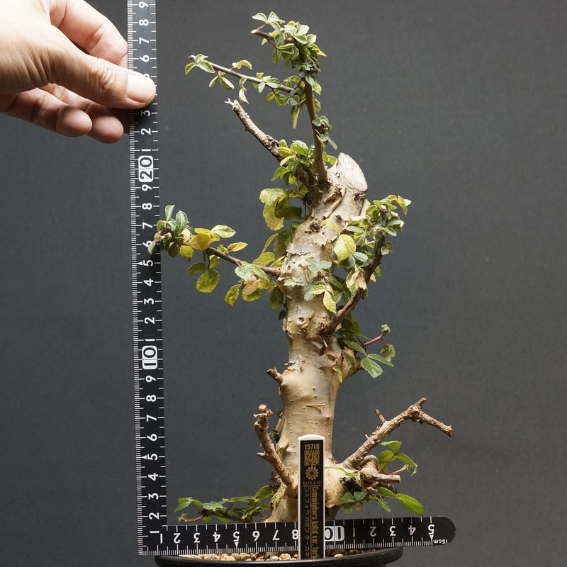 Commiphora kataf var. turkanensis