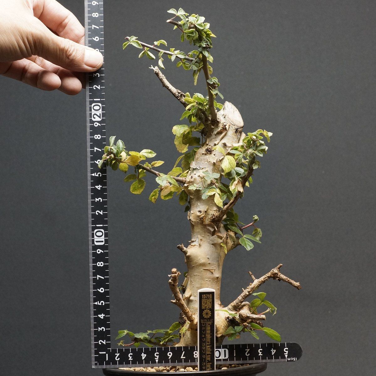 Commiphora kataf var. turkanensis