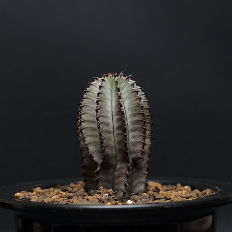 Euphorbia polygona