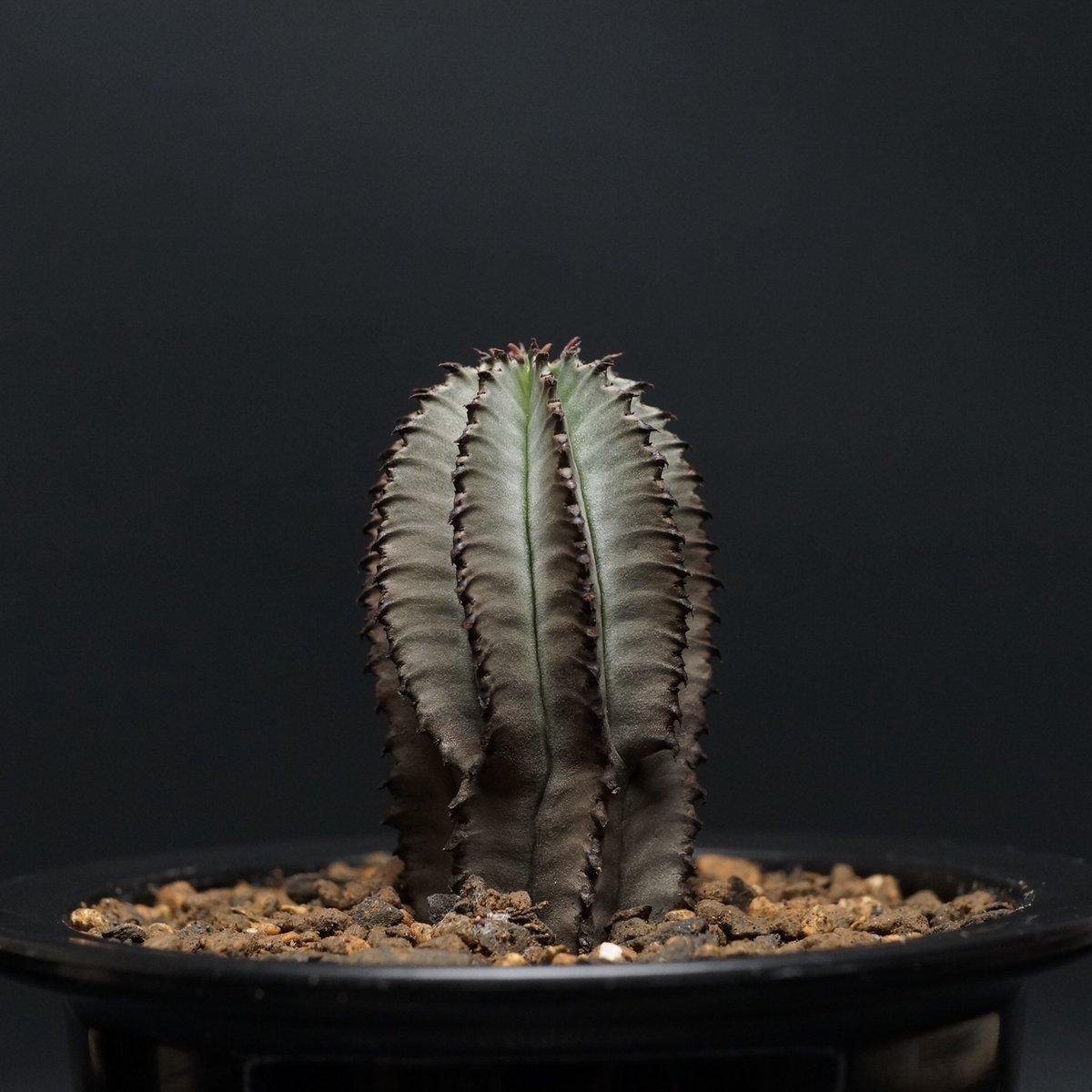 Euphorbia polygona Euphorbia polygona