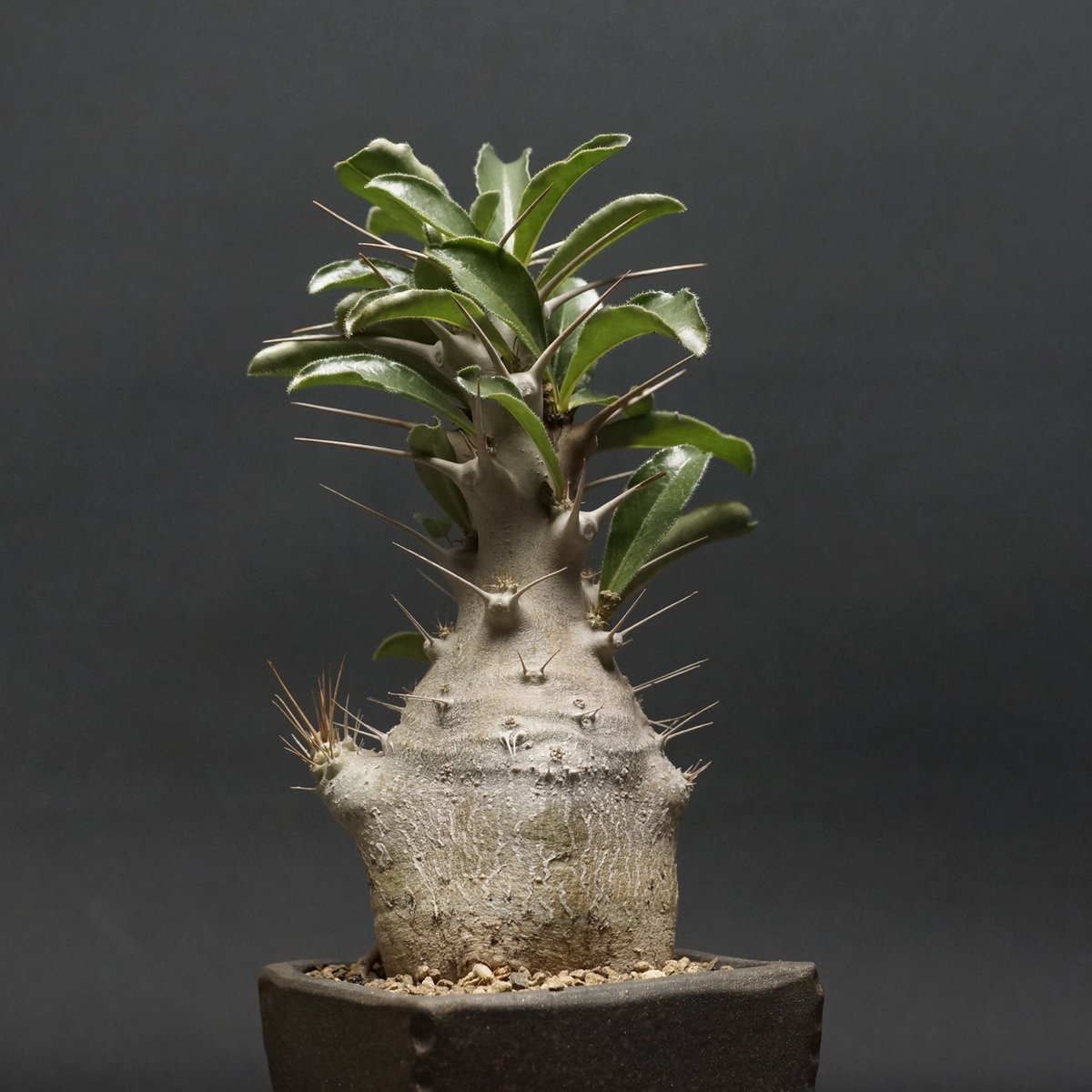 Pachypodium saundersii