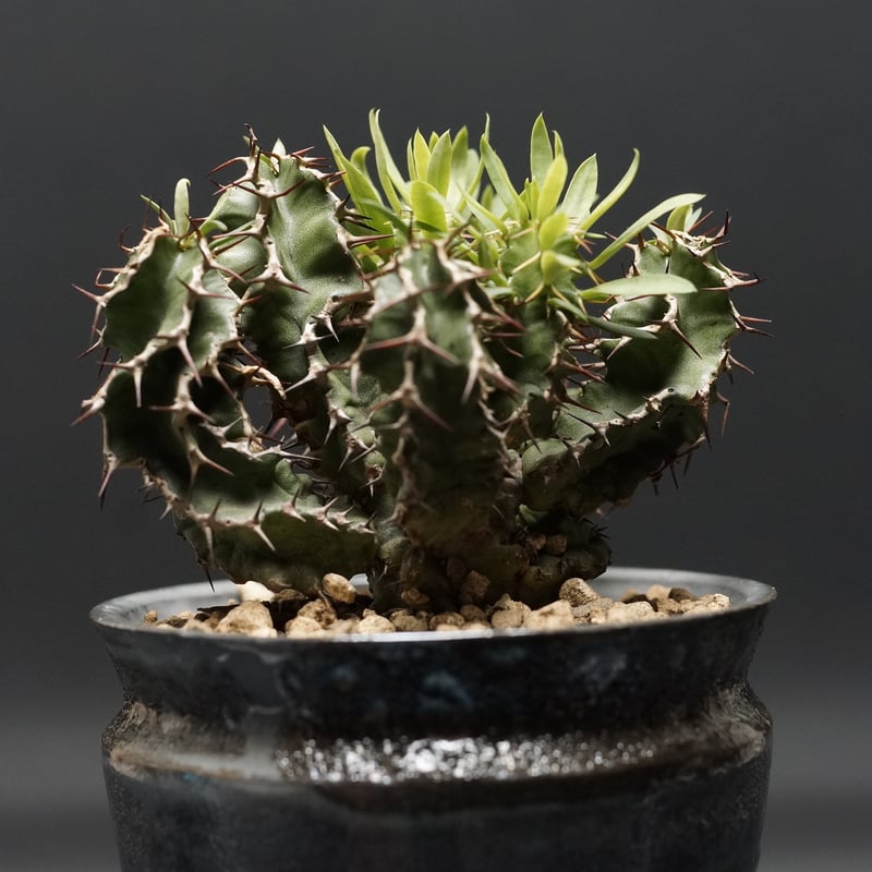 Euphorbia graniticola