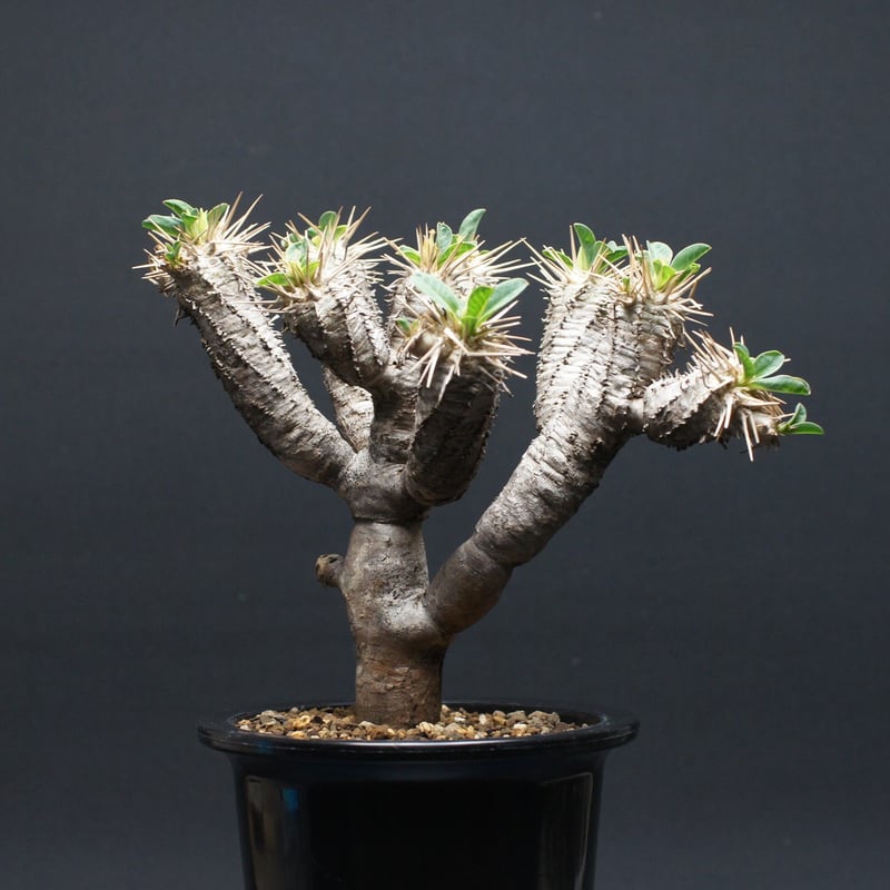 ユーフォルビア ギラウミニアナ ユーフォルビア ギラウミニアナ 【公式通販】