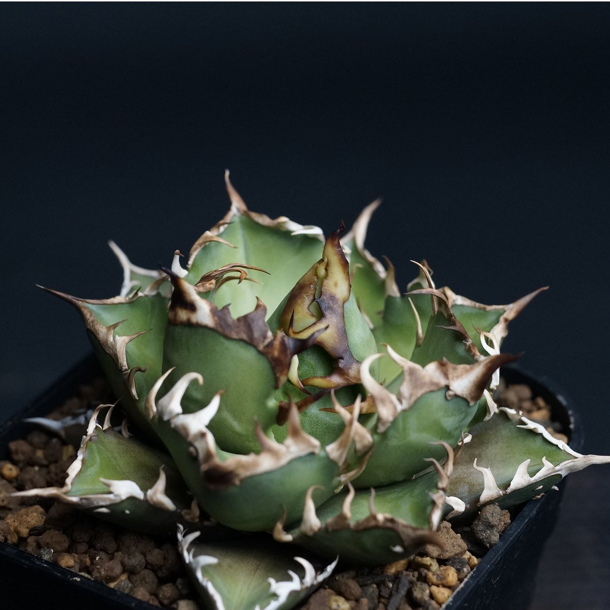 Agave titanota 'Red Catweezle'