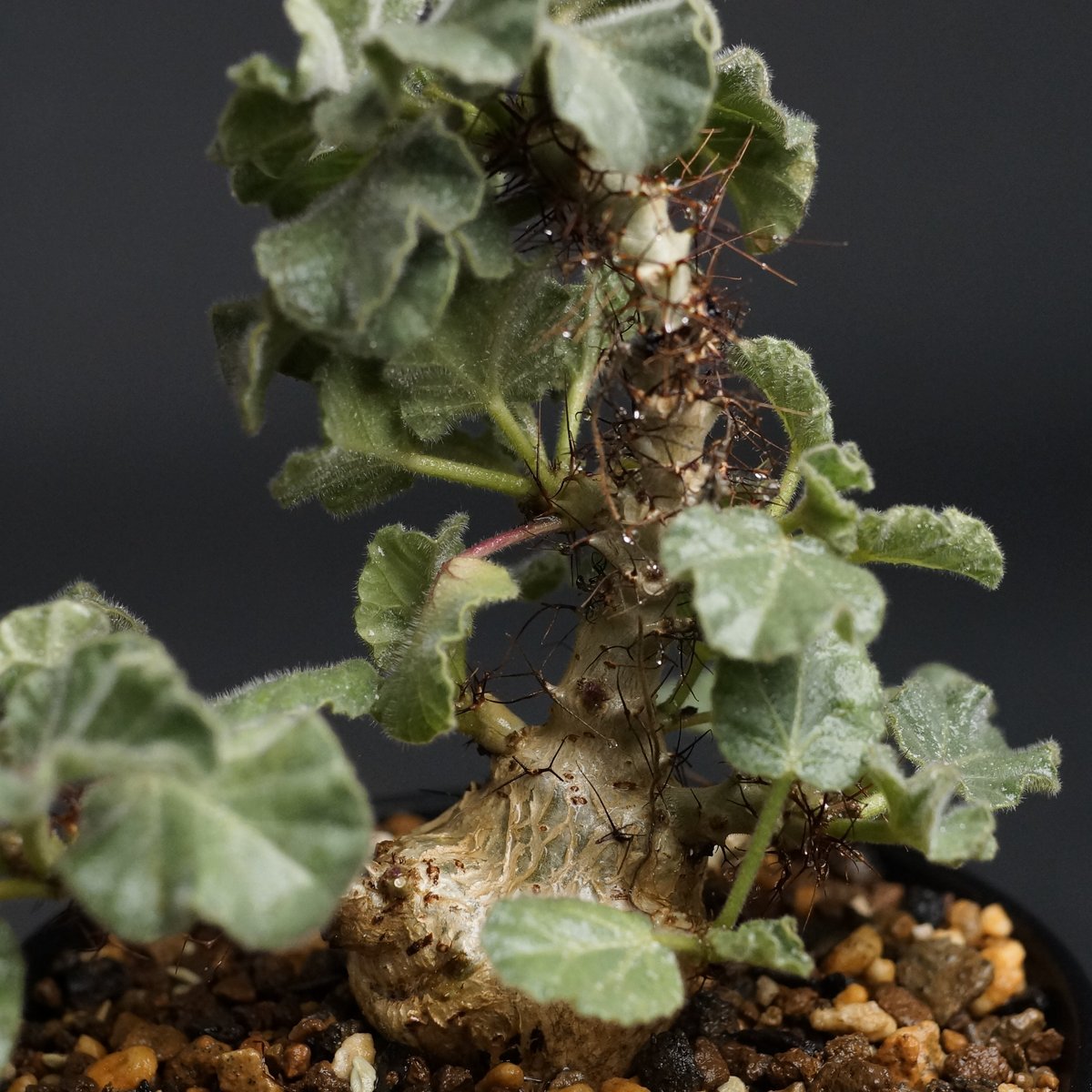 ヤトロファ マルギナータ　Jatropha marginata Jatropha marginata