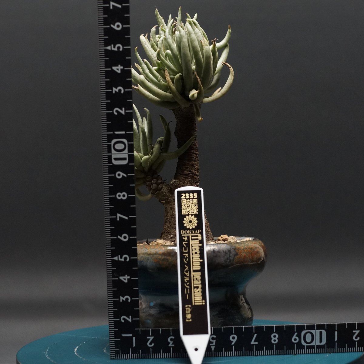 Tylecodon pearsonii
