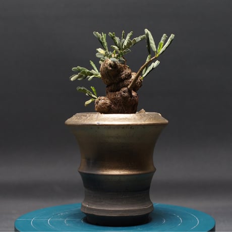 センナメリディオナリス | STORES