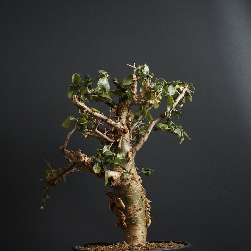 Commiphora habessinica