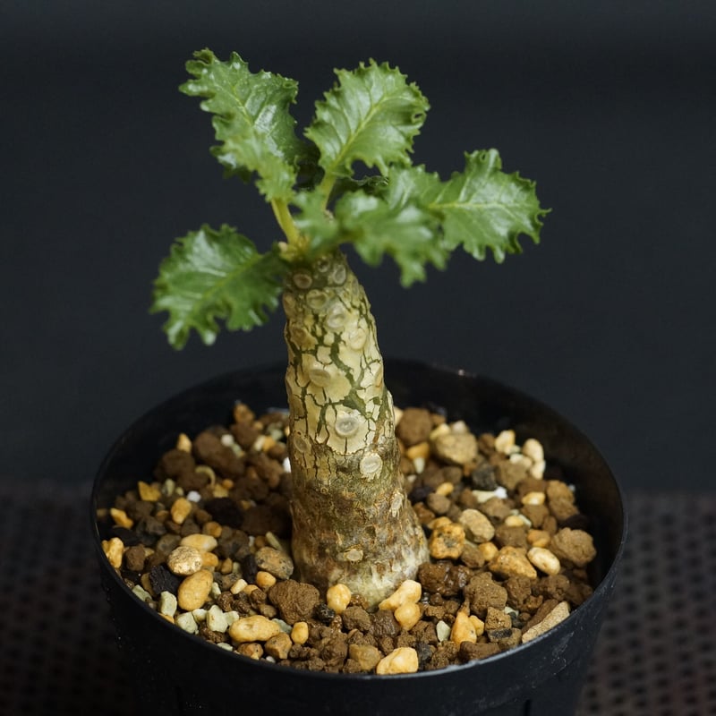 Dorstenia gypsophila x lavrani