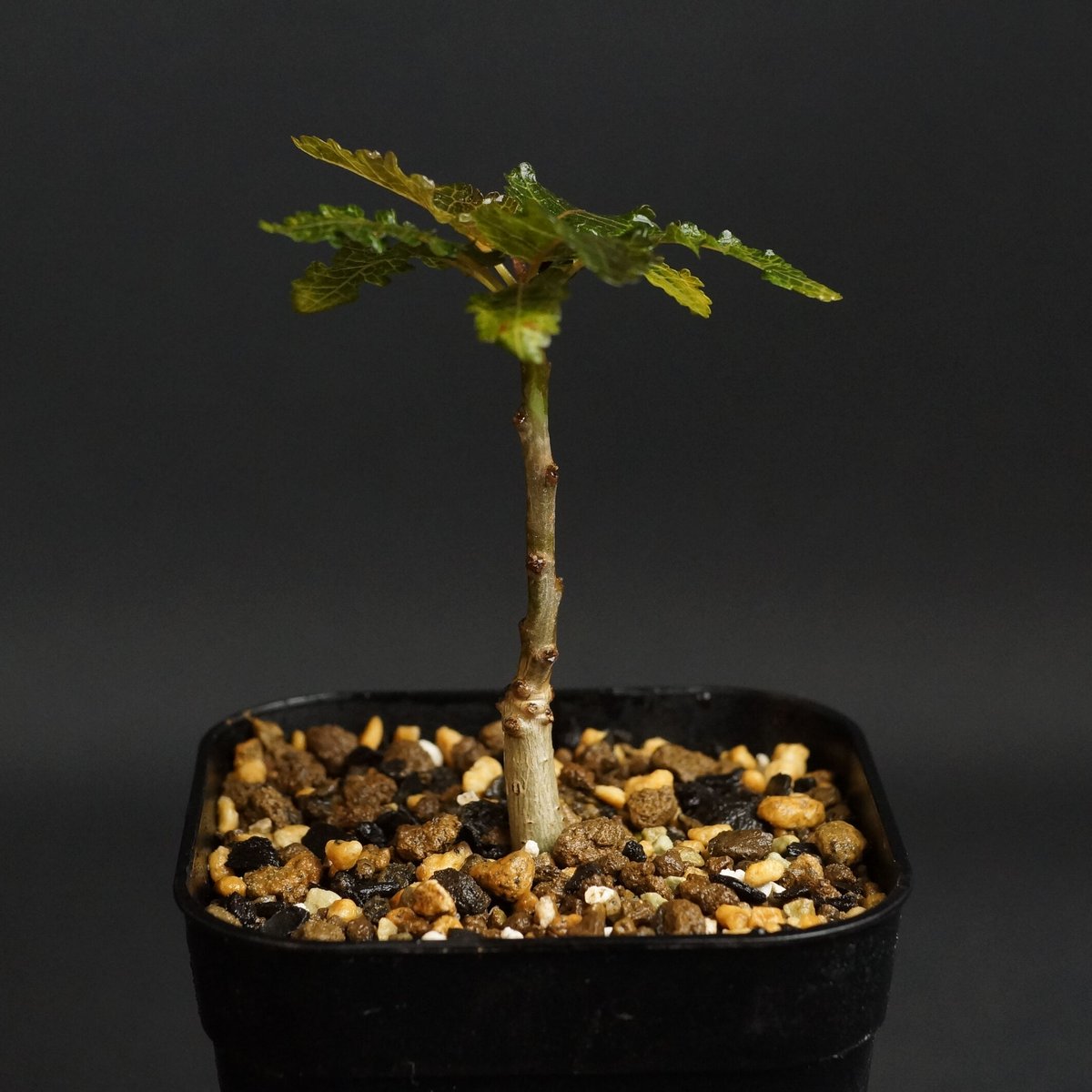 Boswellia nana