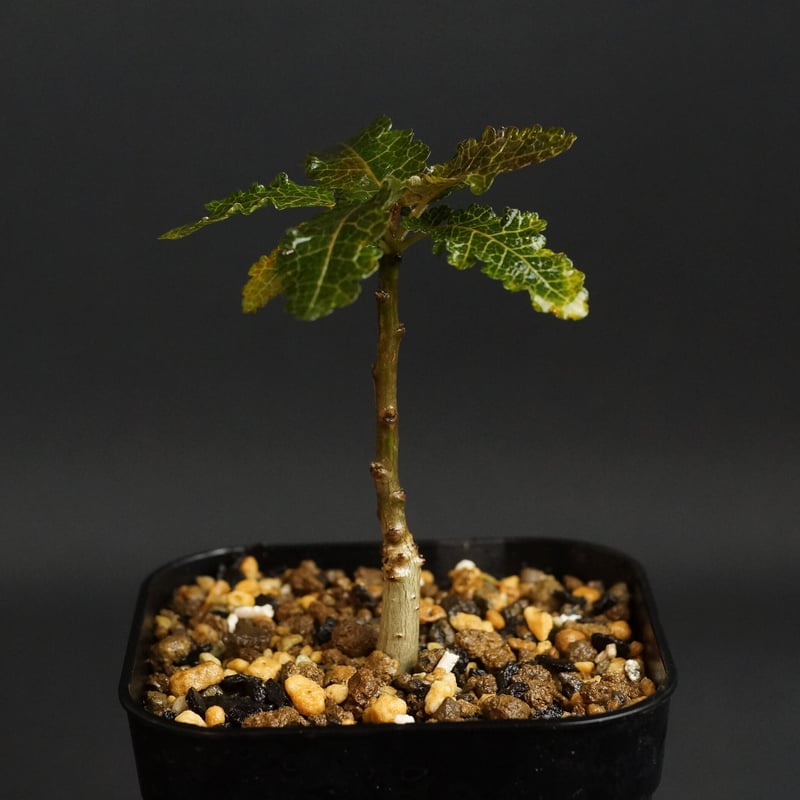 6月入荷 ボスウェリア ナナ 種子10粒 Boswellia nana 6月入荷 ボスウェリア ナナ 種子10粒 Boswellia nana 2025年5月