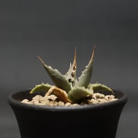 アガベ パラサナ錦 ファイヤーボール 良株 中株 Agave parrasana