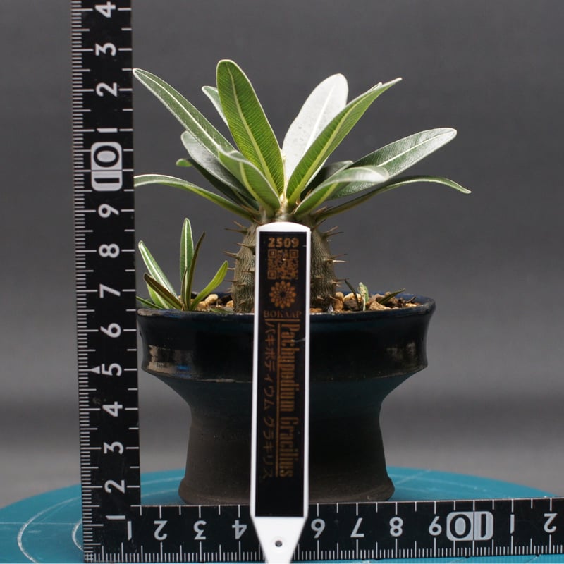 Pachypodium Gracilius パキポディウム グラキリス発根管理中 決定版】パキポディウム・グラキリスの発根管理方法② | CAUDEX JAPAN