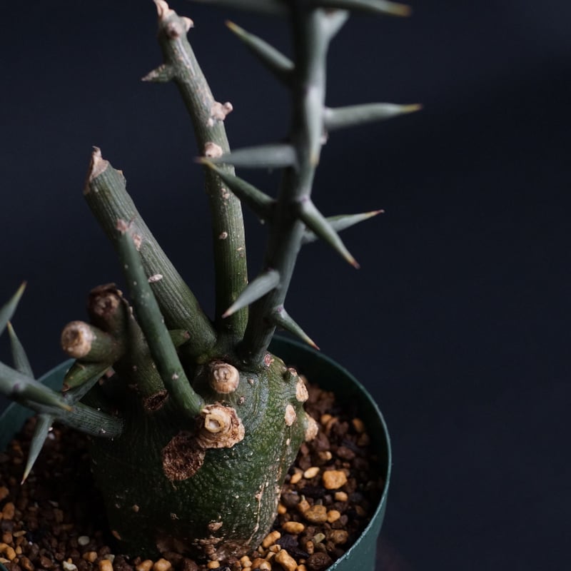 Adenia globosa