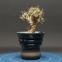 オトンナ ユーフォルビオイデス "Othonna euphorbioides" 管理2600