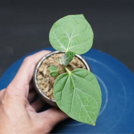 マテレア シクロフィラ "Matelea cyclophylla" 管理2670