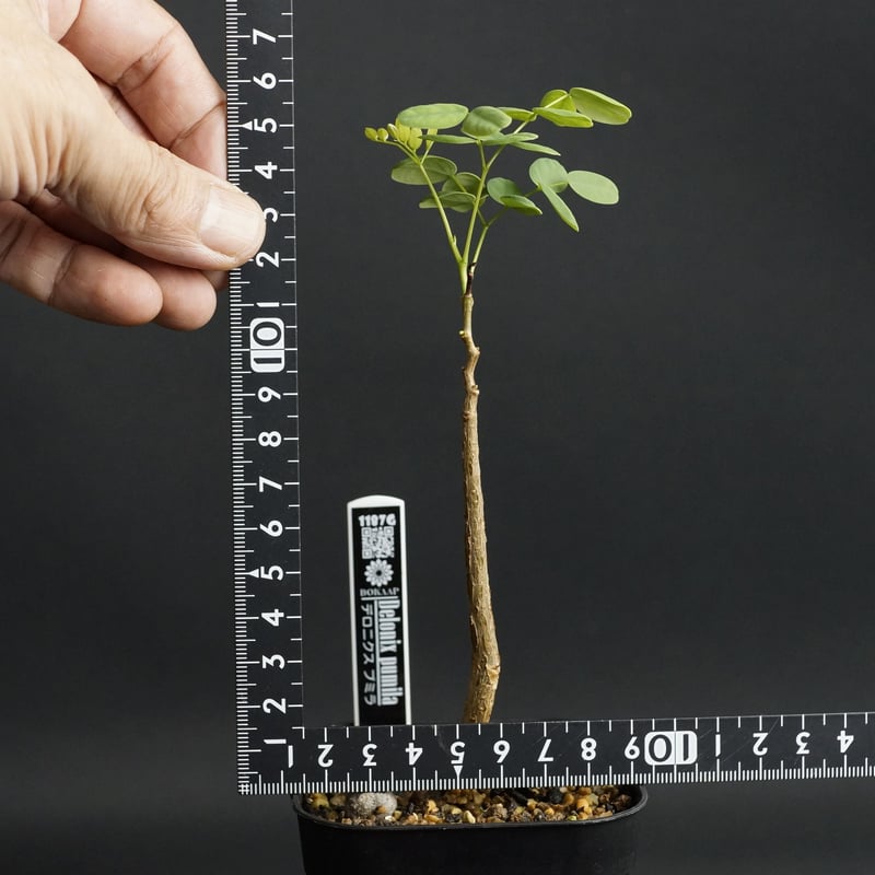 デロニクス プミラ 発根済み デロニクス プミラ 発根済み