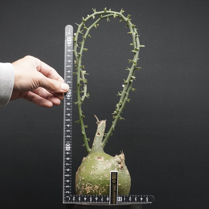 アデニア プセウドグロボーサ 10月1日に削除の可能性あり アデニア