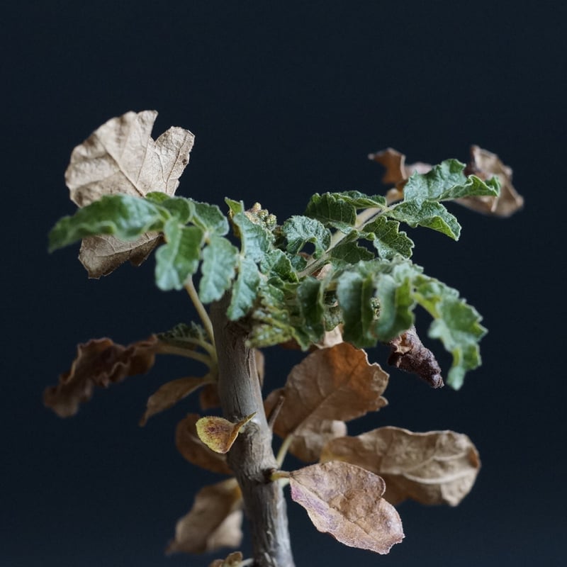 ボスウェリア サクラ ボスウェリア サクラ (実生苗)「 Boswellia Sacra」4/12-279 | SH