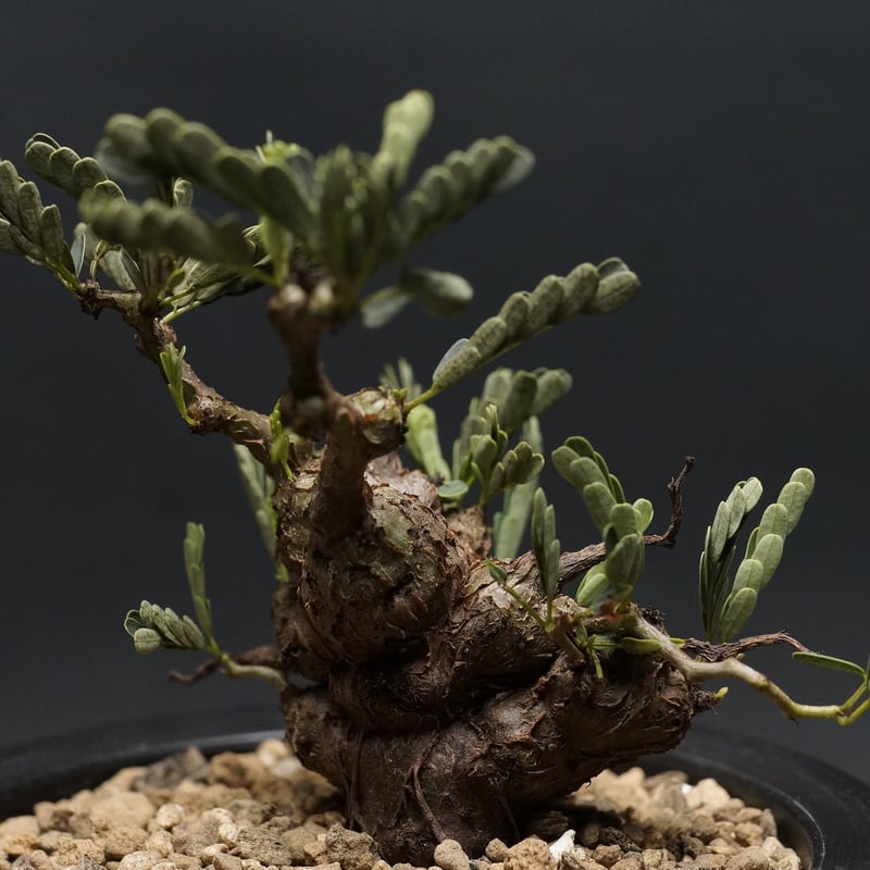 B Sennameridionalis-センナ・メリディオナリス 海外実生発根済 センナ