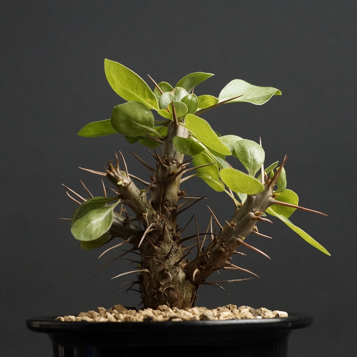 フォークイエリア　ディグエッティ　抜き苗 フォークイエリア ディグエッティ | STELLA.PLANTS