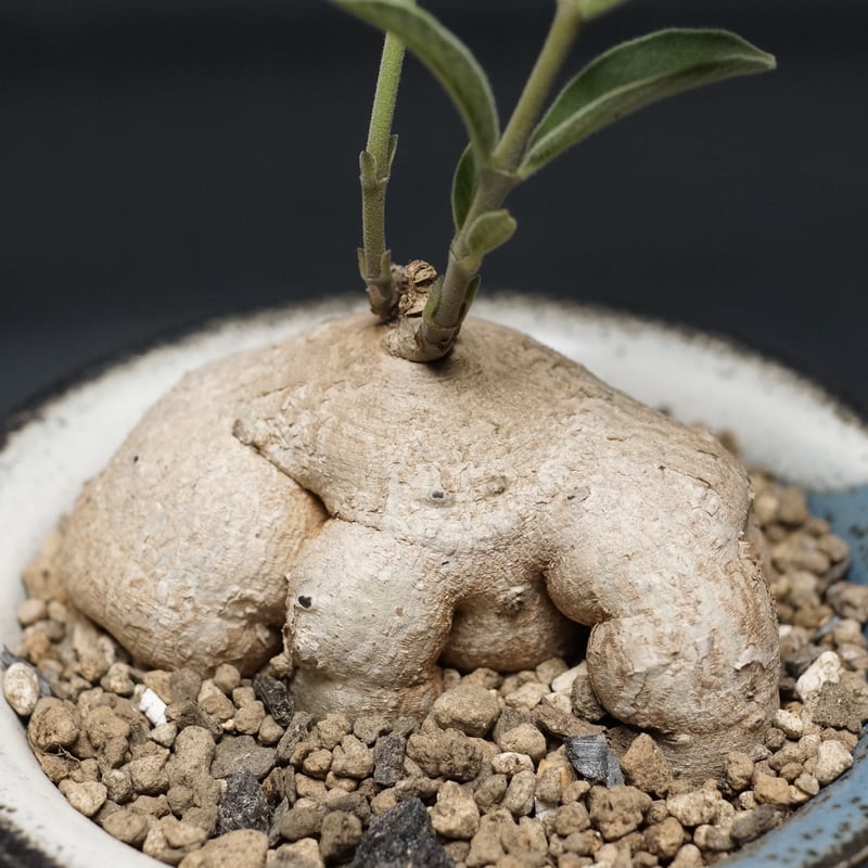 Raphionacme galpinii