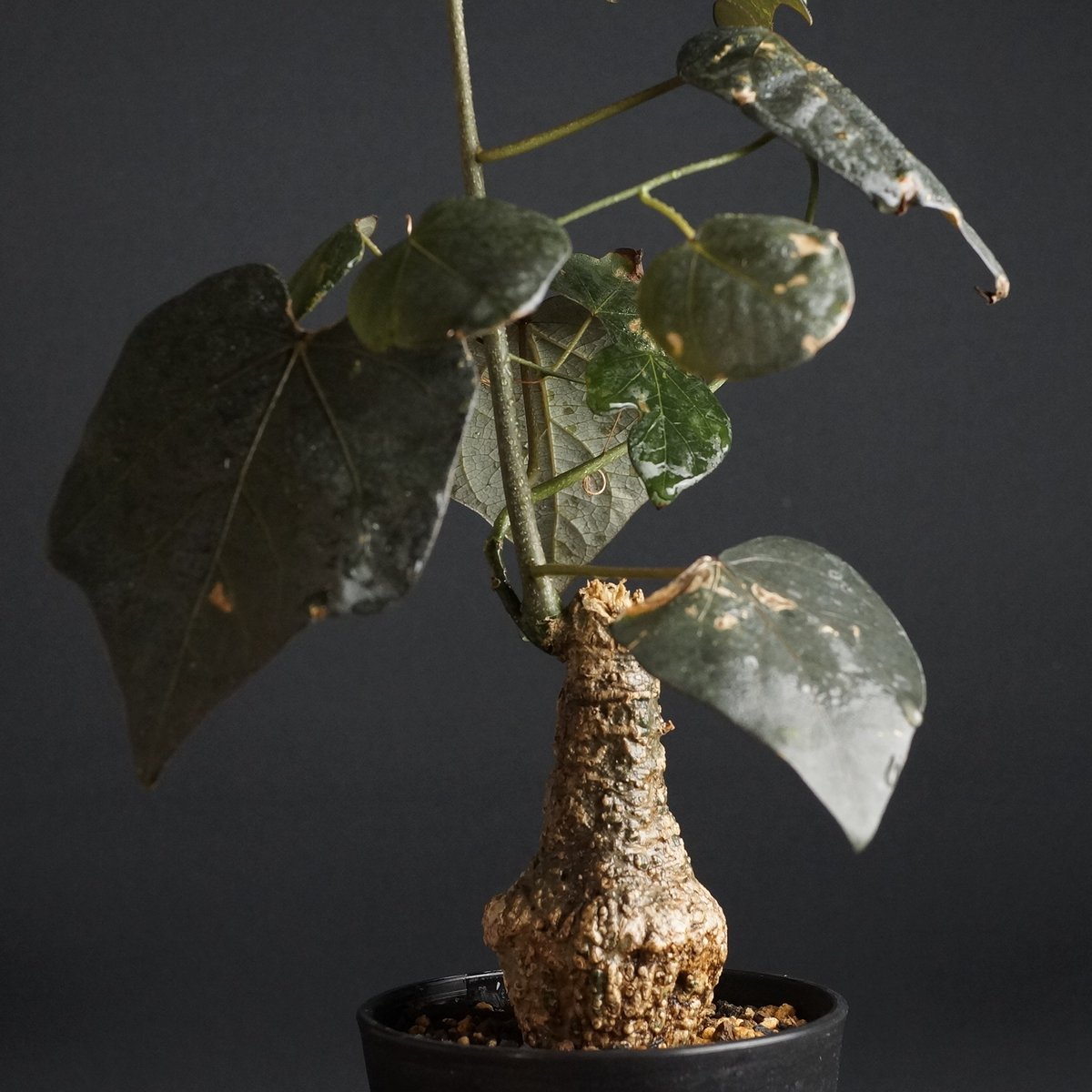 アデニア　スティローサ　 現地球　発根株　（鉢付き） ca0e3871d70301e47fb172ff41bdbe