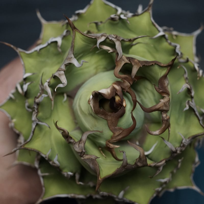 Agave titanota