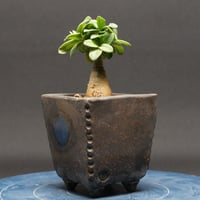 パキポディウム ビスピノーサム "Pachypodiumbispinosum" 管理2633