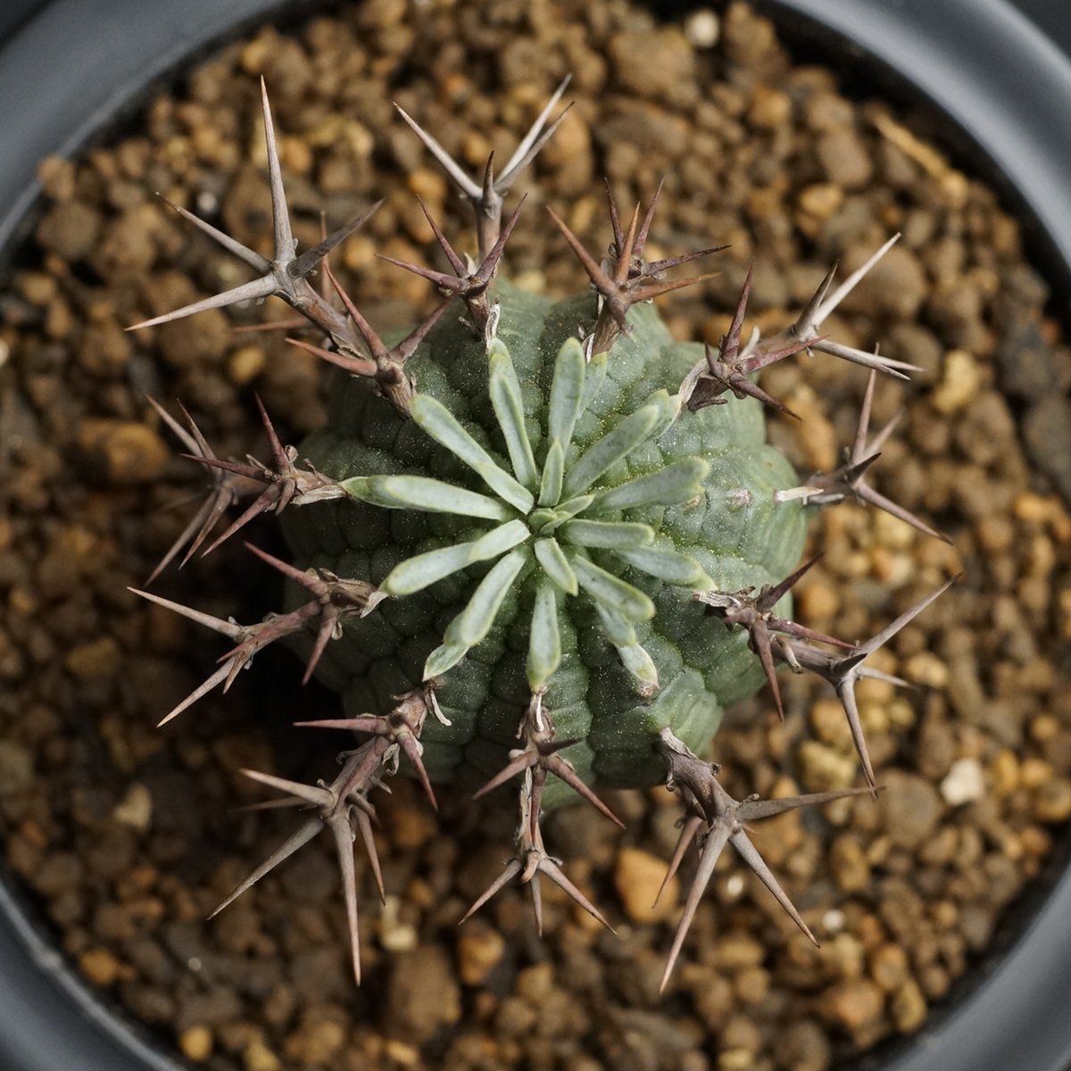 ユーフォルビア　ステリスピナ　メス雌♀　子株4個付 群星冠　ガムケンシス　フスカ ユーフォルビア ステリスピナ メス雌♀ 子株4個付 群星冠 ガムケンシス