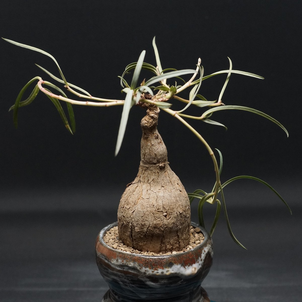 Euphorbia trichadenia Euphorbia trichadenia