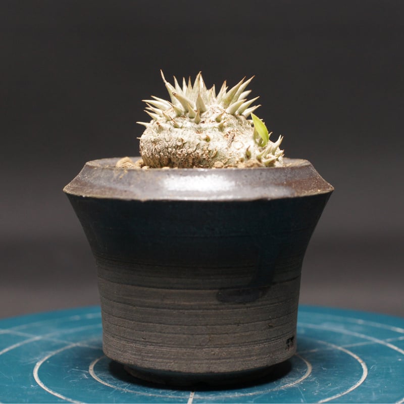 パキポディウム デンシカウレ 【恵比寿大黒】 