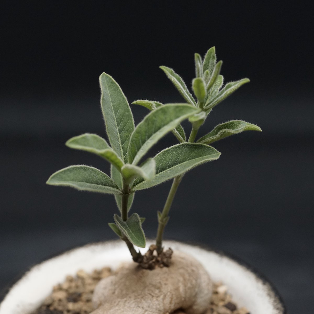 Raphionacme galpinii