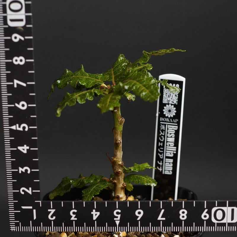 Boswellia nana