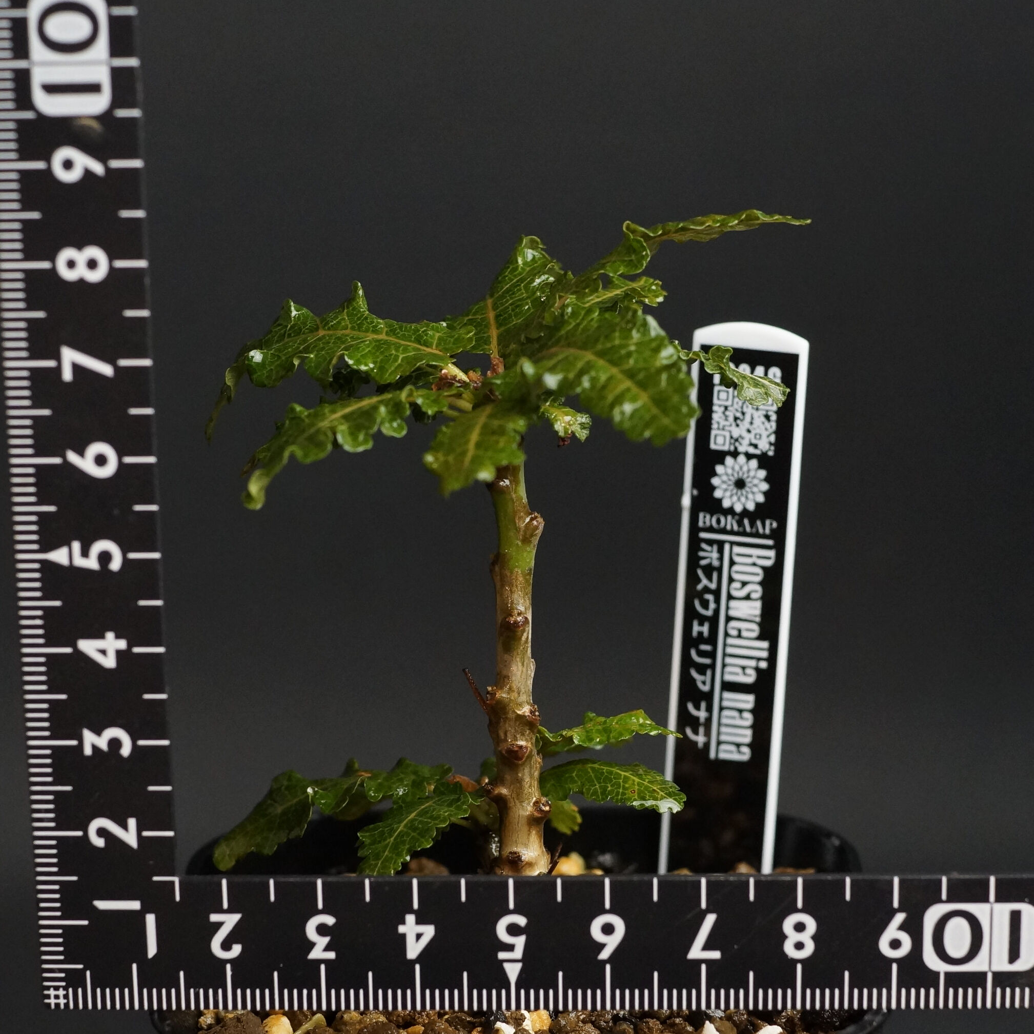 ト*ョ様 Z15Boswellia nana ボスウェリア ナナ 実生株 original