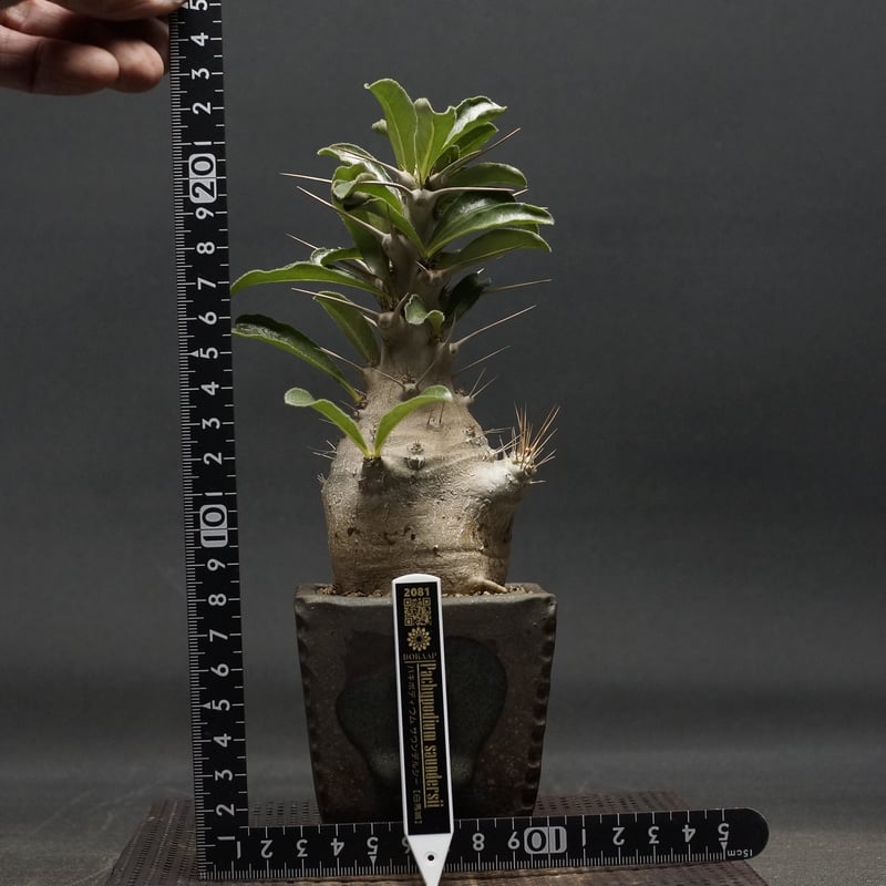 パキポディウム・サウンデルシー　白馬城 富士砂仕立・マットブラック和モダン鉢 パキポディウム・サウンデルシー 白馬城 富士砂仕立・マット