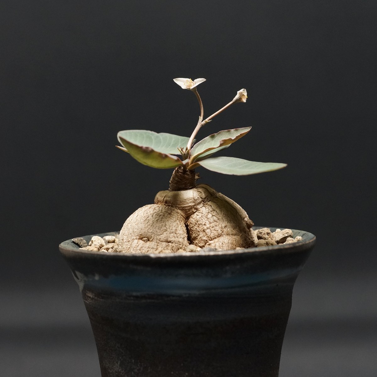 ユーフォルビア　モラティー　実生 Euphorbia moratii