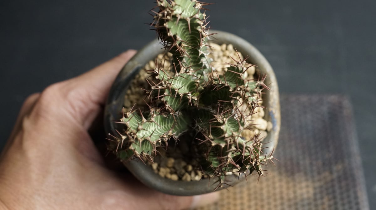 Euphorbia knobelii