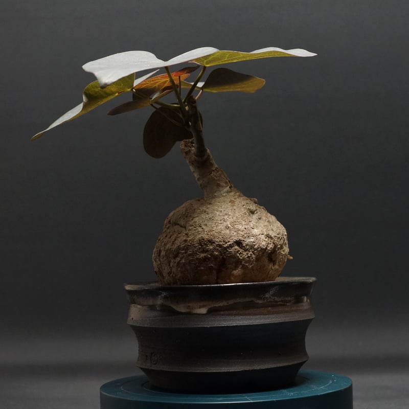 Adenia stylosa Adenia stylosa