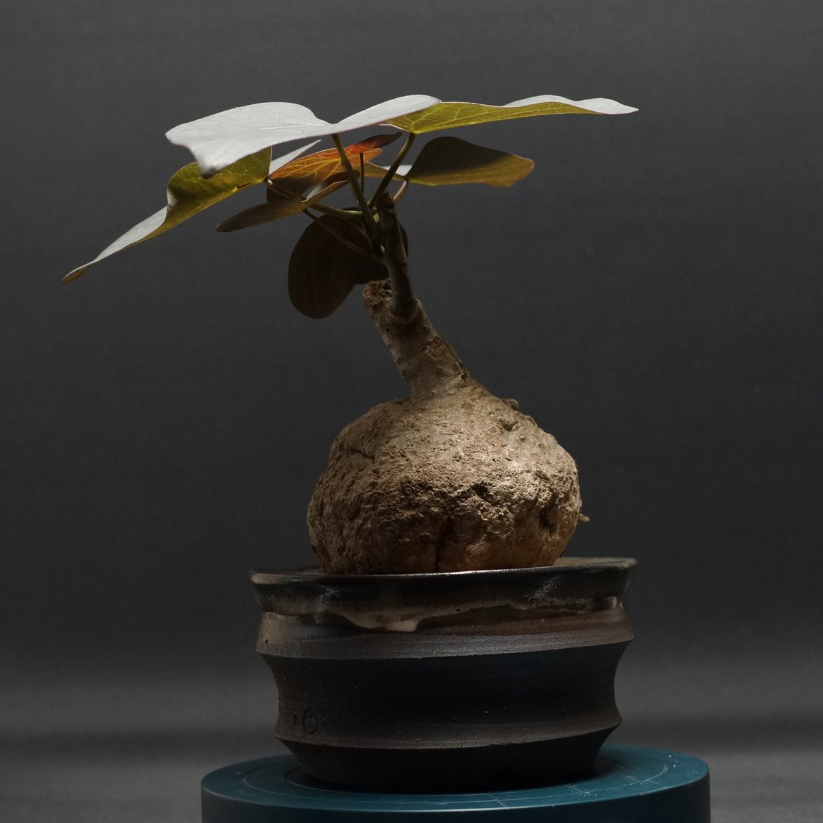 Adenia stylosa