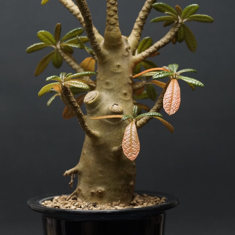 Dorstenia gigas