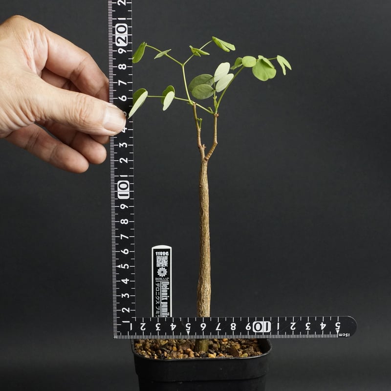 Delonix pumila