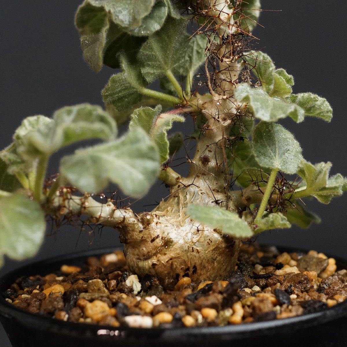 Jatropha marginata