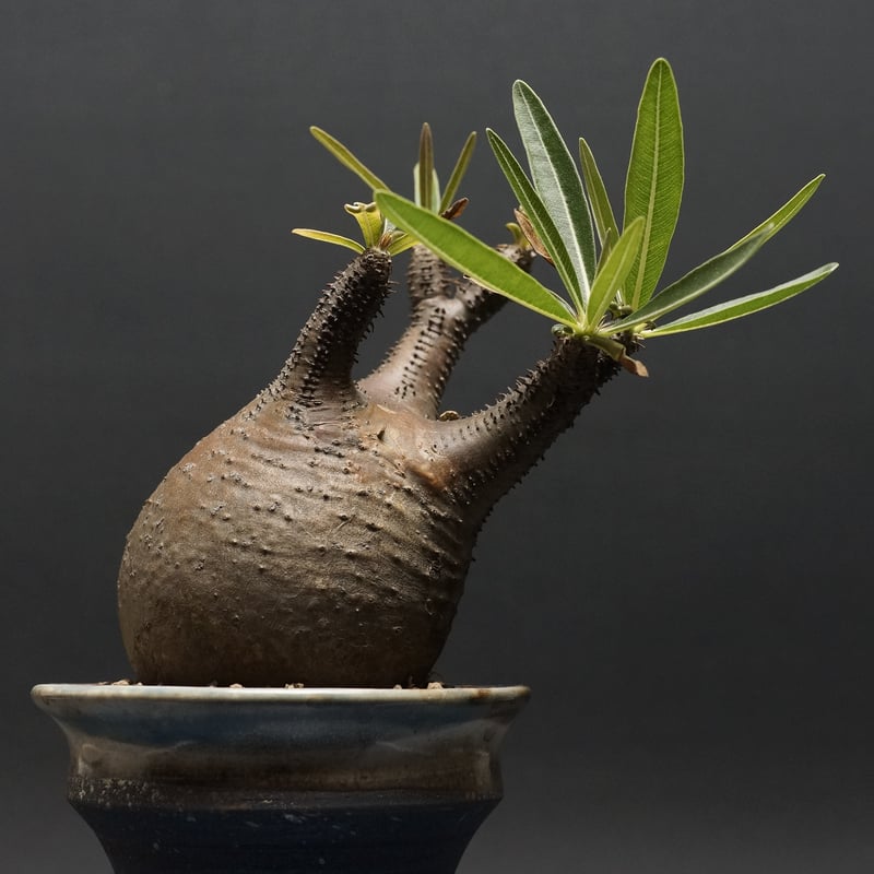 Pachypodium Gracilius