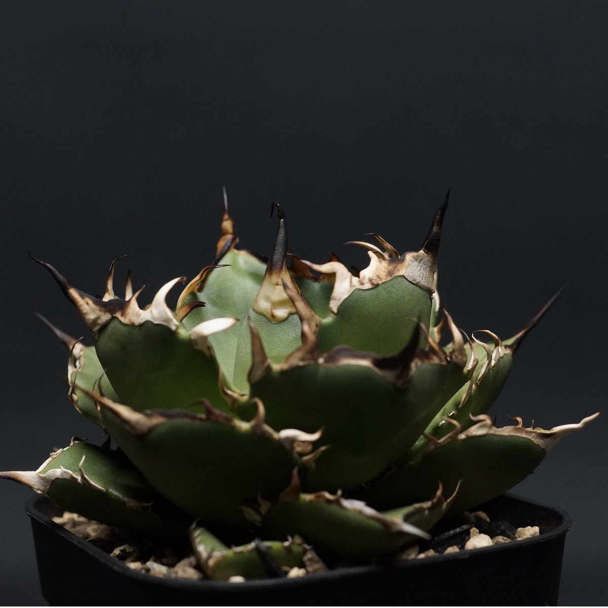 Agave まっ titanota